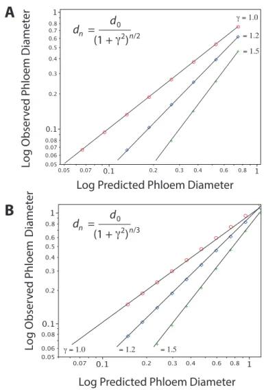 Figure 3.3. Bivariate plots of observed vs. predicted phloem diameters using da Vinc’s  model (A) and Murray’s model (B) showing the effects of unequal diameters of corresponding  branches (see Figure 3.2B)