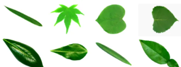 Figure 2: Examples of different leaf species from the Flavia Dataset [26].