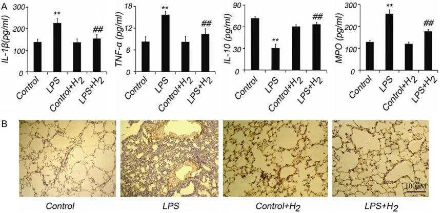 Figure 2. The 2% hydrogen at 4 h after LPS administration mitigated lung injury resulting from LPS-induced sepsis in mice
