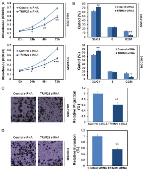 Figure 3. Knockdown of TRIM29 inhibited cell proliferation and cell cycle flow cytometry