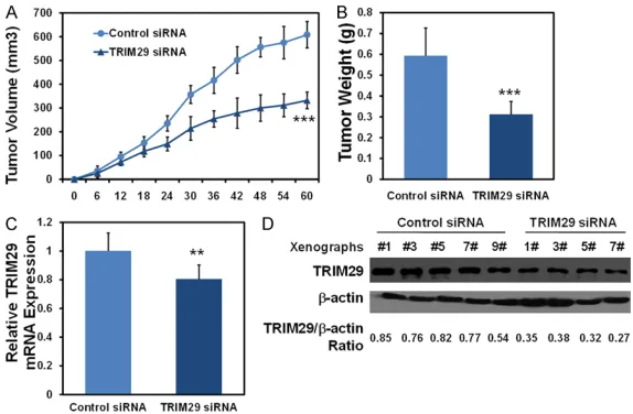 Figure 4. Knockdown of TRIM29 represses xenograft growth of GC cells in vivo. 2 × 106 MGC80-3 cells which were either infected with silenced TRIM29 were injected subcutaneously into the each flank of nude mice