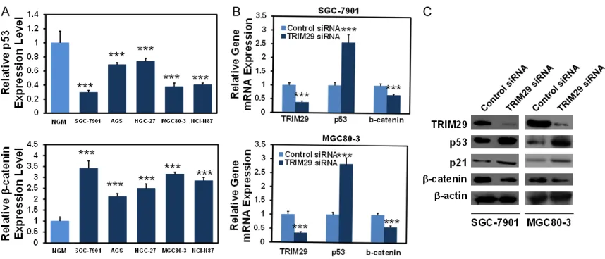 Figure 5. Molecular mechanisms regulated by TRIM29 in GC cells. A. The mRNA expression of p53 and β-catenin was increased in five GC cell lines compared with normal gastric mucosa by quantitative real-time PCR assay