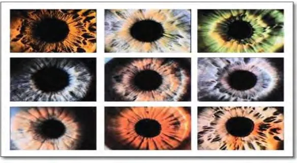 Figure 2.1: Example of iris pattern 