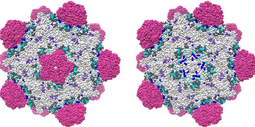 FIG 5 Structurally and genetically deﬁned residues governing host range and extracellular virus-host interactions in�residing within the coat F-spike G protein interface, they are more easily visualized when a spike complex is removed (right image)