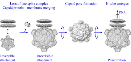 FIG 1 Early microvirus infection. Reversible attachment, likely mediated by a six-carbon sugar bindingsite, is followed by the formation of a host-induced unique vertex