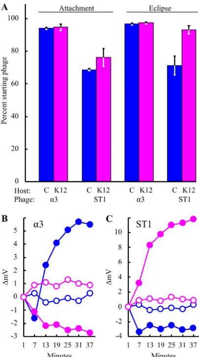 FIG 2 Attachment, eclipse, and penetration as a function of host range. The permissive host forcolitriplicate