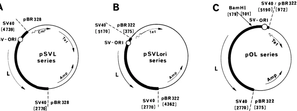 FIG.1.(B)asviralrepresentssequences in (A) General structure of the pSVL series plasmids: the thick line represents SV40 sequences (the circle shows the location of the origin of replication, the arrow marked L shows the direction of the late transcription