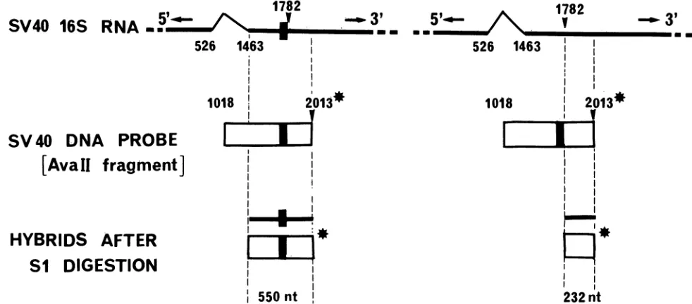 FIG. 2.arefragmentlinkertranscribedtheDNAAt Illustration of the method used for quantitative Si nuclease analysis