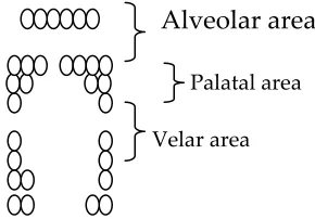 Figure 1 The zones of an artificial palate 