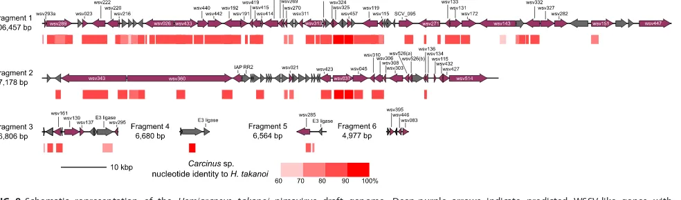 FIG 7 PCR assay of a wsv514-like sequence fromgenomic DNA. (A) In total, 10 individuals were collected from three different localities across Japan