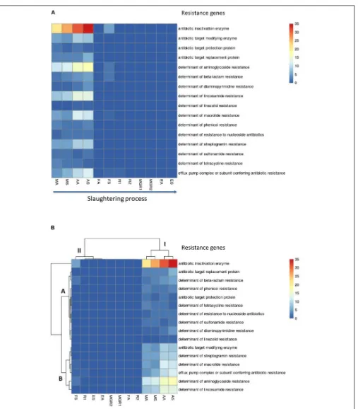 FIGURE 2 | Heatmap showing the distribution of antibiotic resistance genes (ARGs) detected within metagenomic samples of different slaughterhouse zone/productsurfaces (MA, animal surfaces in “animal arrival” zone; MS, environmental surfaces in “animal arri