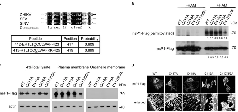 FIG 5 Mutation of nsP1 palmitoylation sites inhibited CHIKV replication. (A) Diagram of CHIKV-WT andCHIKV-nsP1 C/A