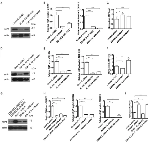 FIG 7 ZDHHC2 and ZDHHC19 were important for CHIKV replication. (A to C) HeLa cells were treated with siRNAs targeting ZDHHC2 or a control siRNA for60 h and then infected with CHIKV vaccine strain 181/25 (MOI � 1) for 6 h