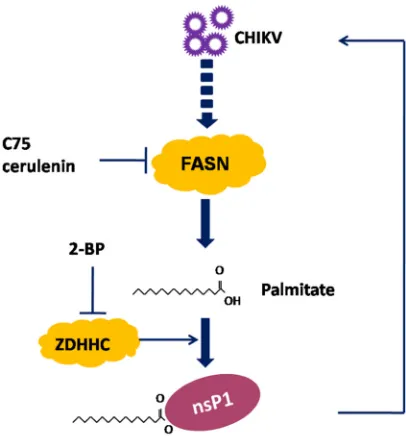 FIG 8 Schematic diagram of the proposed model depicting the mechanism of nsP1 palmitoylation.Palmitic acid synthesized by FASN was covalently attached to nsP1, and nsP1 palmitoylation was criticalfor CHIKV replication