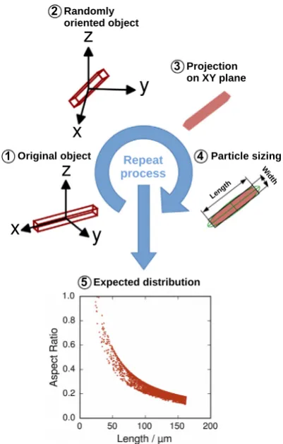 Fig. 9. Illustration of the methodology for the determination of the expectedparticle size and shape distributions of cuboid particles of 20 � 20 � 160 lmthrough simulation of the 2D projection of randomly oriented 3D objects.