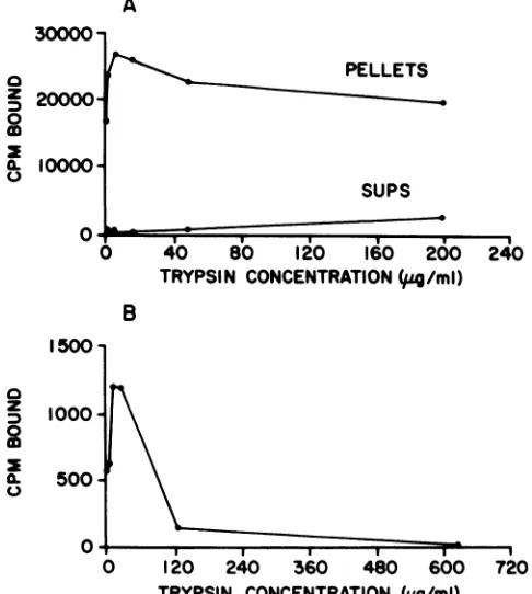 FIG. 2.forresish,wereassociatedSV40-infectedserum.Labeledmated10,pLg,ug and T-antigen fragments generated by partial proteolysis