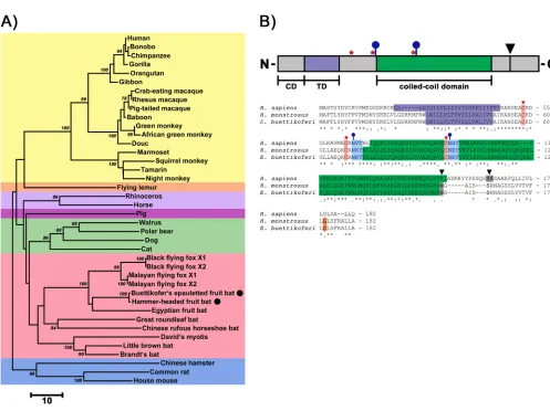 FIG 2 Fruit bat tetherin and human tetherin exhibit the same domain organization. (A) Phylogenetic relationship of mammalian tetherin proteins (see TableS1 in the supplemental material for additional information)