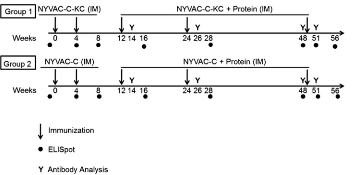 FIG 1 Immunization schedule for the virus prime and virus/protein boost regimen. Two groups of 8 macaqueswere each immunized twice with virus alone (either NYVAC-C-KC or NYVAC-C), followed by three immunizationswith virus plus protein