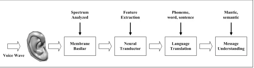 Figure 2.1: Human speech recognition process 