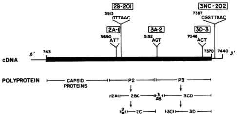 FIG.1.generatedrecognitionexpression(MahoneybywhichMaxam Sequence of mutants used in this study