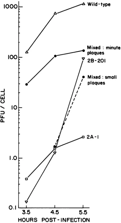 FIG. 3.awithCV-1MOIanalysiselectrophoresis(6).infectedwild-type single Pattern of protein synthesis in singly and doubly infected cells at 32.5°C