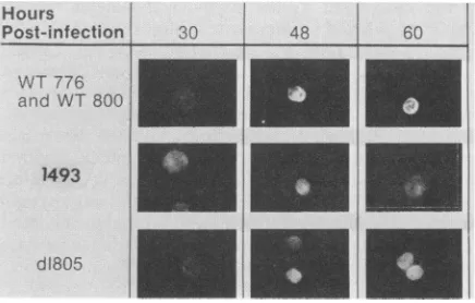 FIG.4.themutants,representeddescribedagainstDuplicate Time courses of VP2 and VP3 immunofluorescence
