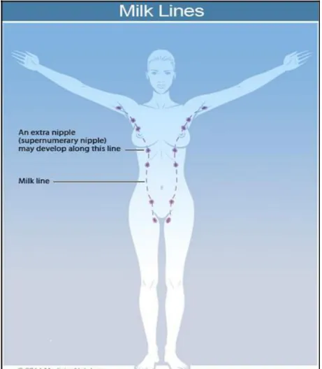 FIG 1. MILK LINES 