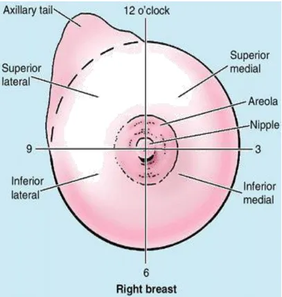 FIG 2.  FOUR ANATOMICAL QUADRANTS OF BREAST 