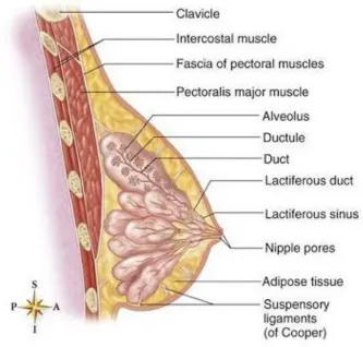 FIG 3. BREAST ANATOMY-SAGITTAL SECTION 