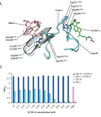 FIG 6 GCDCA effects on HBGA binding. (A) Superposition of GII.12 P domain B-trisaccharide complex (lightwith PGM, and after washing and blocking, the VLP-GCDCA mixture was added to the wells at ﬁnalconcentrations of 5.0GCDCA are shown as a reference