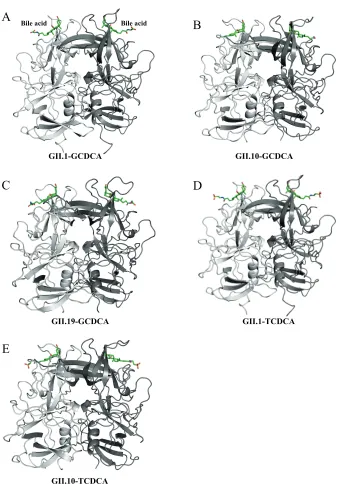 FIG 3 Crystal structures of GII P domain and bile acid complexes. The P domains are colored as chain A(dark gray) and chain B (light gray)