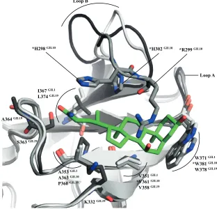 FIG 5 Structural comparison of the GCDCA binding pockets. The following superpositioned GII Pdomains were colored accordingly: GII.1 (light gray), GII.10 (gray), and GII.19 (dark gray)