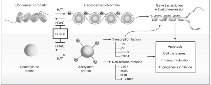 Figure 1 Effects of histone deacetylase (HDAC) inhibitors on histone protein acetylation and chromatin structure, acetylation of transcription fac- fac-tors resulting in changes in gene expression, and acetylation of other non-histone proteins leading to d