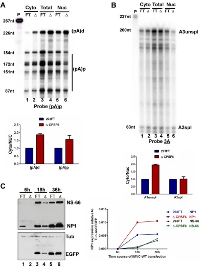 FIG 5 CPSF6 affect MVC viral RNA export. (A) At top are shown results of RPAs of cytoplasmic (Cyto) and nuclear (Nuc) RNAextracted 48 h posttransfection of 293FT and CPSF6(-)293T cells with pIMVC (IMVC-WT) using the (pA)p probe
