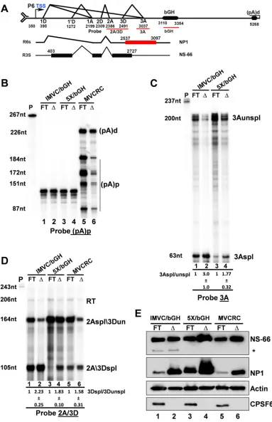 FIG 6 Effects of CPSF6 on MVC alternative RNA processing is independent of NP1 when (pA)p was replaced with bGH