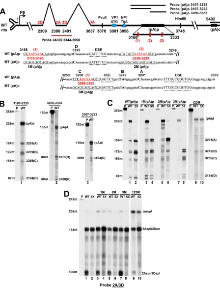 FIG 1 Characterization of the cleavage and polyadenylation sites in (pA)p. (A) At top is a partial map of MVC transcripts showing the proximalpolyadenylation sites [(pA)p sites], the upstream adjacent third intron, the second intron, the location of the th
