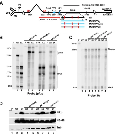 FIG 2 Sequences in (pA)p outside the classical polyadenylation motifs are important for NP1 regulation