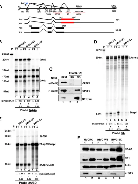 FIG 4 CPSF6 affects MVC alternative RNA processing. (A) Transcription proﬁle of MVC showing the P6 promoter, transcription starting site (TSS),splice donors (D) and acceptors (A), and proximal [(pA)p], and distal [(pA)d] polyadenylation sites