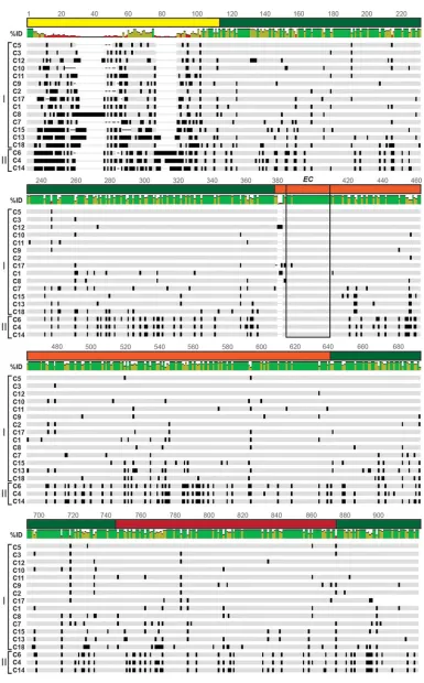 FIG 5 VP2 genotype consensus amino acid sequence alignment. The schematic shows an amino acid sequence alignmentof RVA VP2 consensus sequences for genotypes C1 to C15, C17, and C18
