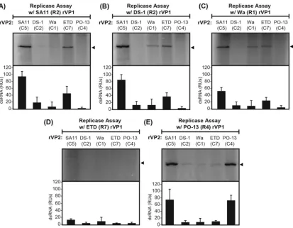 FIG 7 In vitro functional compatibility of rVP1 and rVP2 proteins. In vitro dsRNA synthesis assays were performed using 2 pmol of SA11(R2) rVP1 (A), DS-1 (R2) rVP1 (B), Wa (R1) rVP1 (C), ETD (R7) rVP1 (D), or PO-13 (R4) rVP1 (E) in the presence of 8 pmol o
