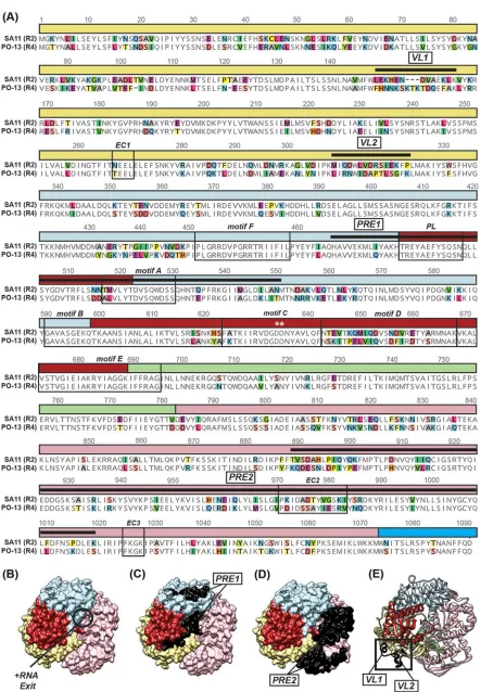 FIG 8 Amino acid differences between SA11 (R2) VP1 and PO-13 (R4) VP1. (A) Primary amino acid sequence alignment of SA11 (R2) VP1 andPO-13 (R4) VP1