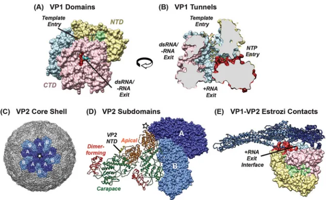 FIG 1 Structures of VP1 and VP2. (A) Atomic structure of SA11 (R2) rVP1 (PDB accession no