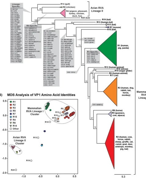 FIG 2 Intergenotypic relationships among VP1 genes and proteins. (A) An intergenotypic maximum likelihood phylogenetic tree was inferred from the alignedORFs of 158 sequences representing genotypes R1 to R16 and R18 to R20