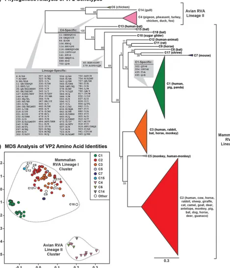 FIG 3 Intergenotypic relationships among VP2 genes and proteins. (A) An intergenotypic maximum likelihood phylogenetic tree was inferred from the ORF datafor 158 sequences representing genotypes C1 to C15, C17, and C18