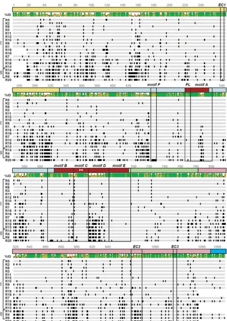 FIG 4 VP1 genotype consensus amino acid sequence alignment. The schematic shows an amino acid sequence alignment of RVA VP1 consensussequences for genotypes R1 to R16 and R18 to R20