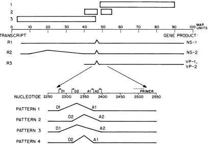 FIG.1.frames48theviraltransfection are Transcriptional and trahslational organization of the MVM genome