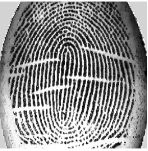 Figure 3.22 Pixel wise directional image of the original fingerprint image 