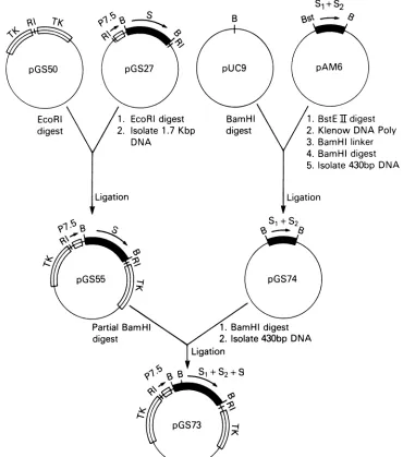 FIG. 1.BamHI;sequencessequences. Construction of recombinant plasmid vector. The entire HBV surface antigen coding region sl-s2-s was reconstructed from HBV contained in pGS27 and pAM6 and placed downstream of the vaccinia virus promoter P7.5 and flanked b
