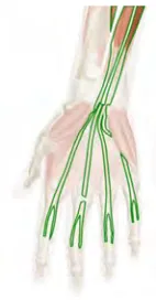 Figure 2.1.: Flexor digitorum sublimis muscle [3] 
