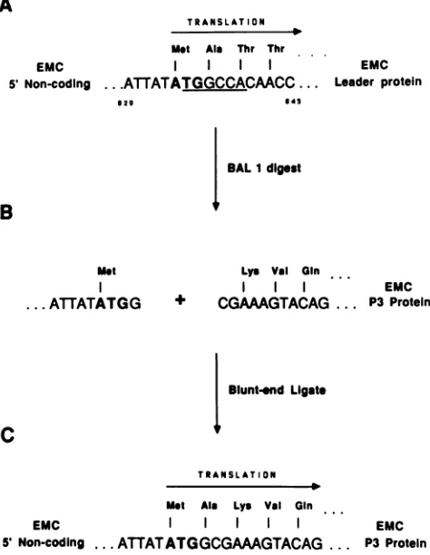 FIG.segments, including the reconstructed reading strategylinkP3isCompleted construction resulting from blunt-end NruIthe 5' sequence of the P3 segment produced BalIboldfaced